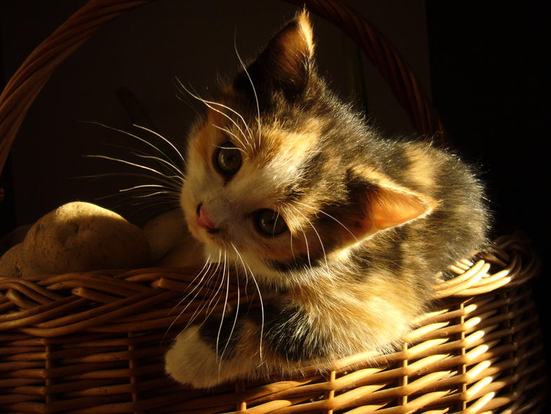 chaton dans panier de patates
